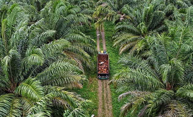 Polres Dumai Menangkap Perambah Kawasan Konservasi